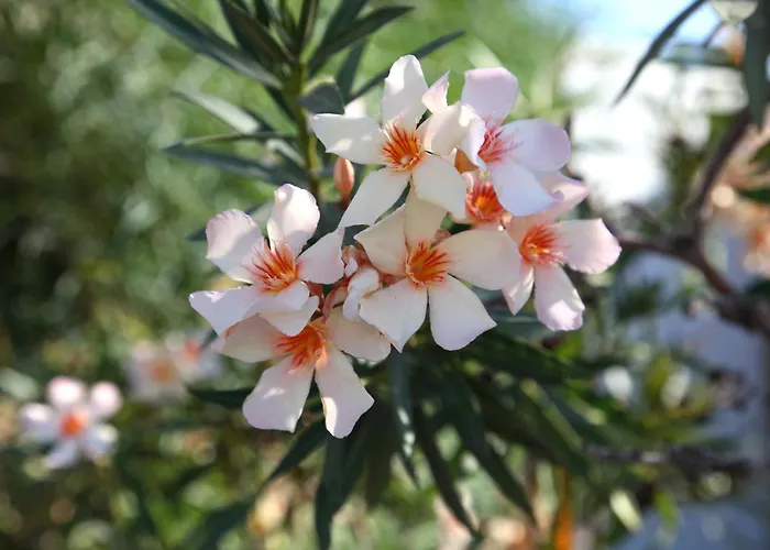 호텔 Naxos Holidays Naxos City